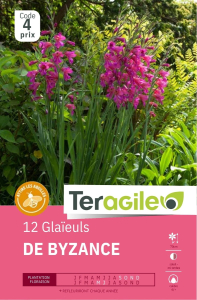 Gladiolus de Byzance x 12 6/+ Teragile