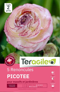 Renoncules picotée blanc/rose x 5 I Teragile