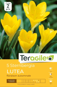 Sternbergia Lutea jaune x 5 10/+ Teragile