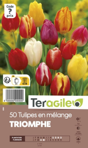 Tulipes triomphe en x 50 12/+ Teragile