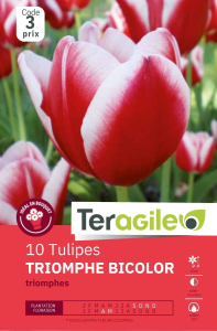 Tulipes Triomphes rouges/blancs x 10 12/+ Teragile