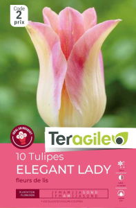 Tulipes Elegant Lady x 10 12/+ Teragile