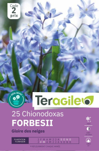 Chionodoxas   x 25 5/+ Teragile