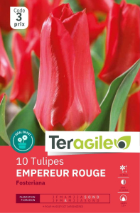 Tulipes Empereur rouge x 10 12/+ Teragile