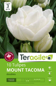 Tulipes Mount Tacoma x 10 12/+ Teragile