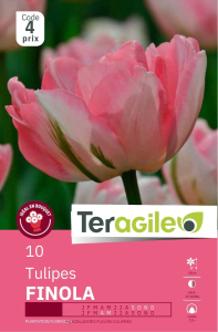 Tulipes Finola  x 10 12/+ Teragile