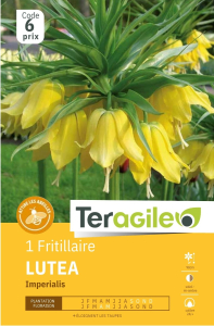 Fritillaire Imp. Lutea x 1 24/+ Teragile