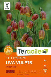 Fritillaria Uva Vulpis x 10 7/+ Teragile