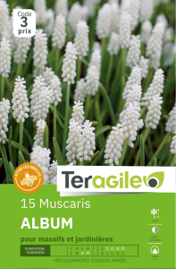 Muscaris Album  x 15 6/+ Teragile