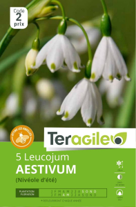 Leucojum Aestivum nivéole x 5 10/+ Teragile