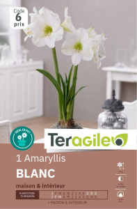 Amaryllis Blanc  x 1 30/+ Teragile