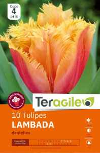 Tulipes Lambada  x 10 12/+ Teragile