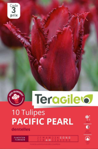 Tulipes Pacific Pearl x 10 12/+ Teragile