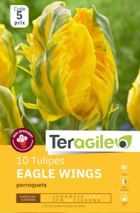 Tulipes Eagle Wings x 10 12/+ Teragile