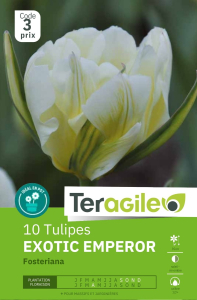 Tulipes Exotic Emperor x 10 12/+ Teragile