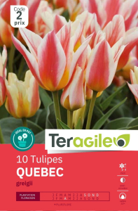 Tulipes Quebec greigii x 10 12/+ Teragile