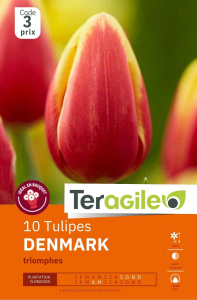 Tulipes Denmark  x 10 12/+ Teragile