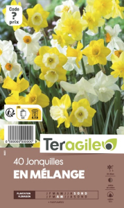 Jonquilles parfumés en x 40 12/+ Teragile