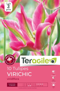 Tulipes Virichic  x 10 12/+ Teragile