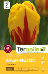 Tulipes Washington  x 10 12/+ Teragile