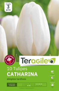 Tulipes Catherina  x 10 12/+ Teragile