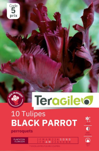 Tulipes Black Parrot x 10 12/+ Teragile