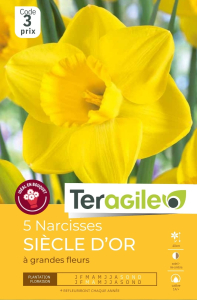 Narcisses Siècle d'Or x 5 14/+ Teragile