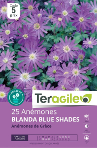 Anémons Blue Shades x 25 5/+ Teragile