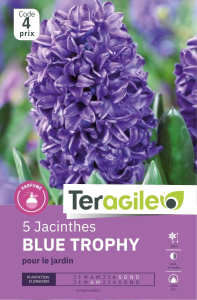 Jacinthes Blue Trophy x 5 16/+ Teragile