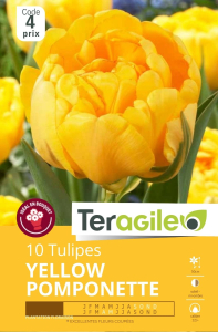 Tulipes Yellow Pomponette x 10 12/+ Teragile