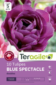 Tulipes Blue Spectacle x 10 12/+ Teragile