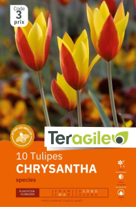 Tulipes species Chrysantha x 10 I Teragile