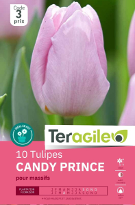 Tulipes Candy Prince x 10 12/+ Teragile