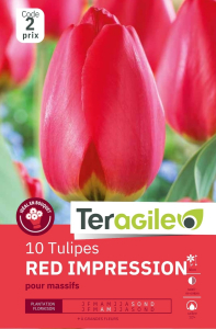 Tulipes Red Impression x 10 12/+ Teragile