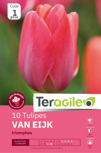 Tulipes Van Eijk x 10 12/+ Teragile