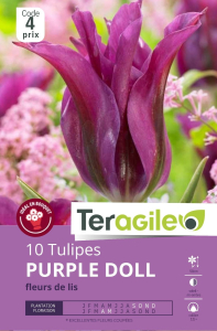 Tulipes Purple Doll x 10 12/+ Teragile