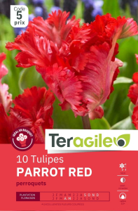 Tulipes Parrot Red x 10 12/+ Teragile