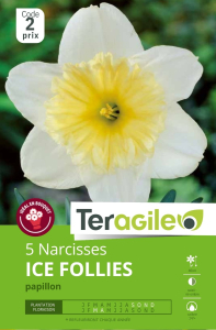 Narcisses Ice Follies x 5 14/+ Teragile