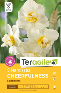 Narcisses Cheerfulness  x 5 14/+ Teragile