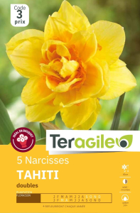 Narcisses Tahiti  x 5 14/+ Teragile