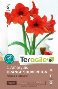 Amaryllis Orange Souvereign x 1 30/+ Teragile