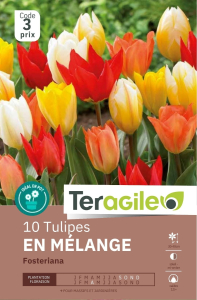 Tulipes Fosteriana en x 10 12/+ Teragile