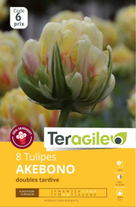 Tulipes Akebono  x 8 12/+ Teragile