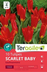 Tulipes Scarlet Baby x 10 12/+ Teragile