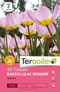 Tulipes species Bakeri x 10 I Teragile