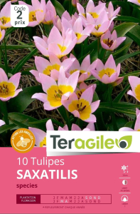 Tulipes species Saxatilis x 10 I Teragile