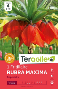 Fritillaire Imp. Rouge x 1 24/+ Teragile