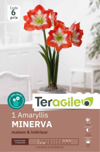 Amaryllis Minerva  x 1 30/+ Teragile