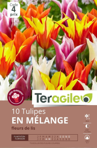 Tulipes Fleur de x 10 12/+ Teragile