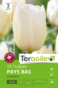 Tulipes Pays Bas x 10 12/+ Teragile